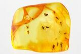 Detailed Fossil True Midge Swarm (Chironomidae) In Baltic Amber #367522-1